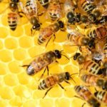 Honig-der goldene Saft der Bienen- Titelbild-Bellswelt
