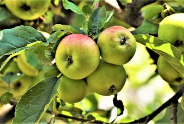 Äpfel - gesund, knackig und lecker - Titel - BellsWelt