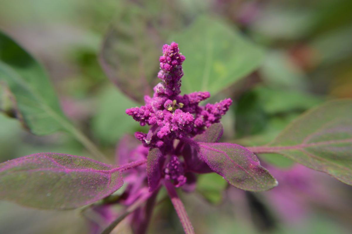 Quinoa – so gesund ist der Andenreis - Quinoa Blüte - BellsWelt