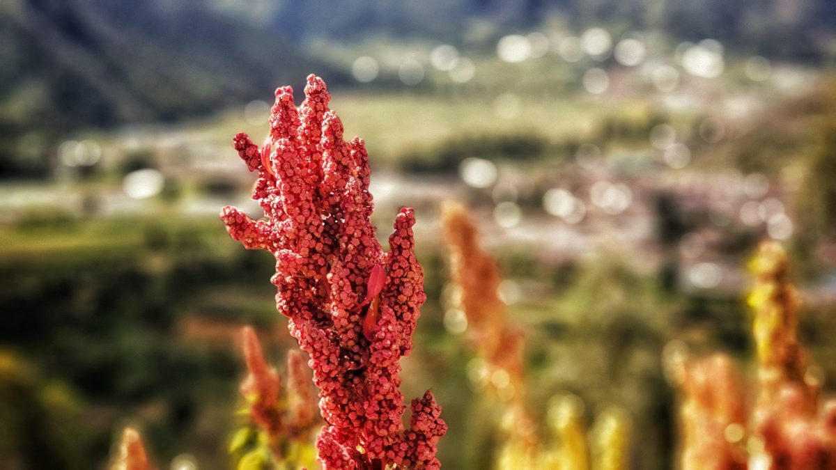 Quinoa – so gesund ist der Andenreis - Quinoapflanzen - BellsWelt