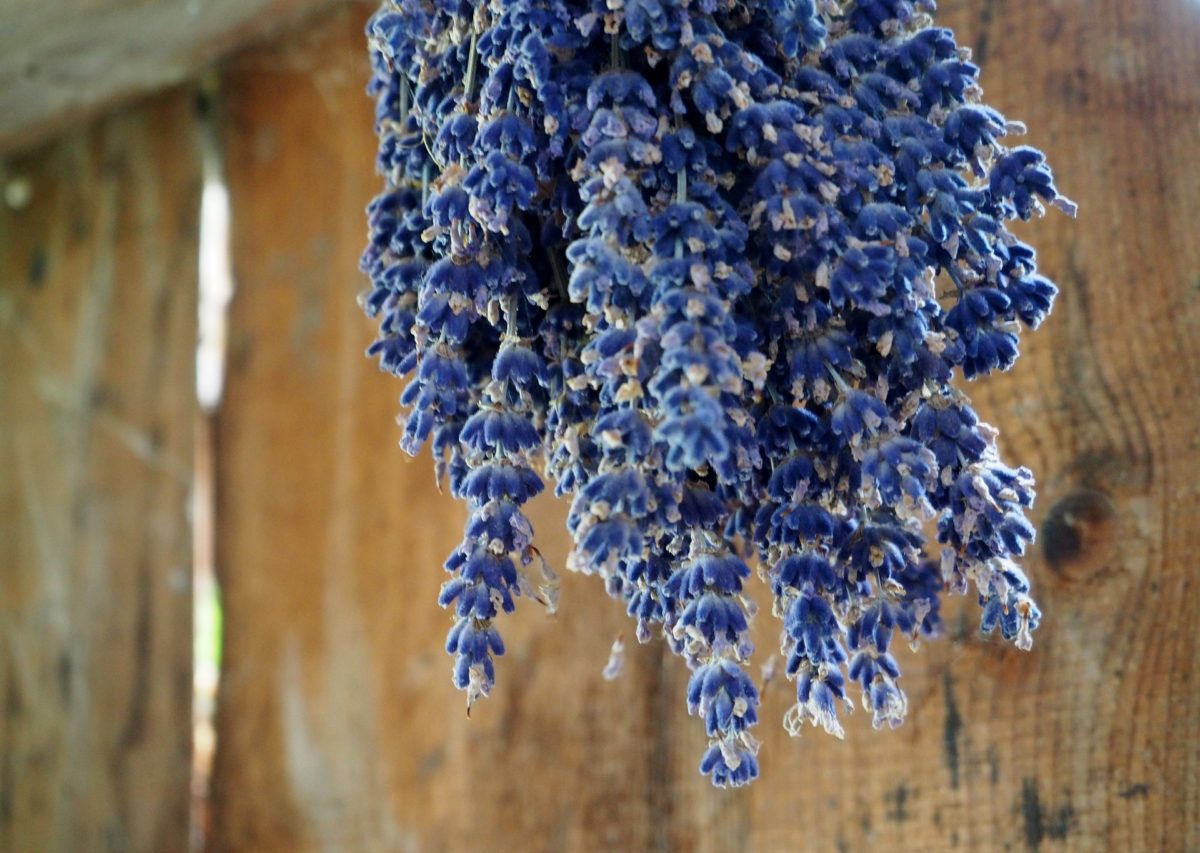 Kräuter trocknen – einfach und preiswert - Lavendel trocknen - BellsWelt