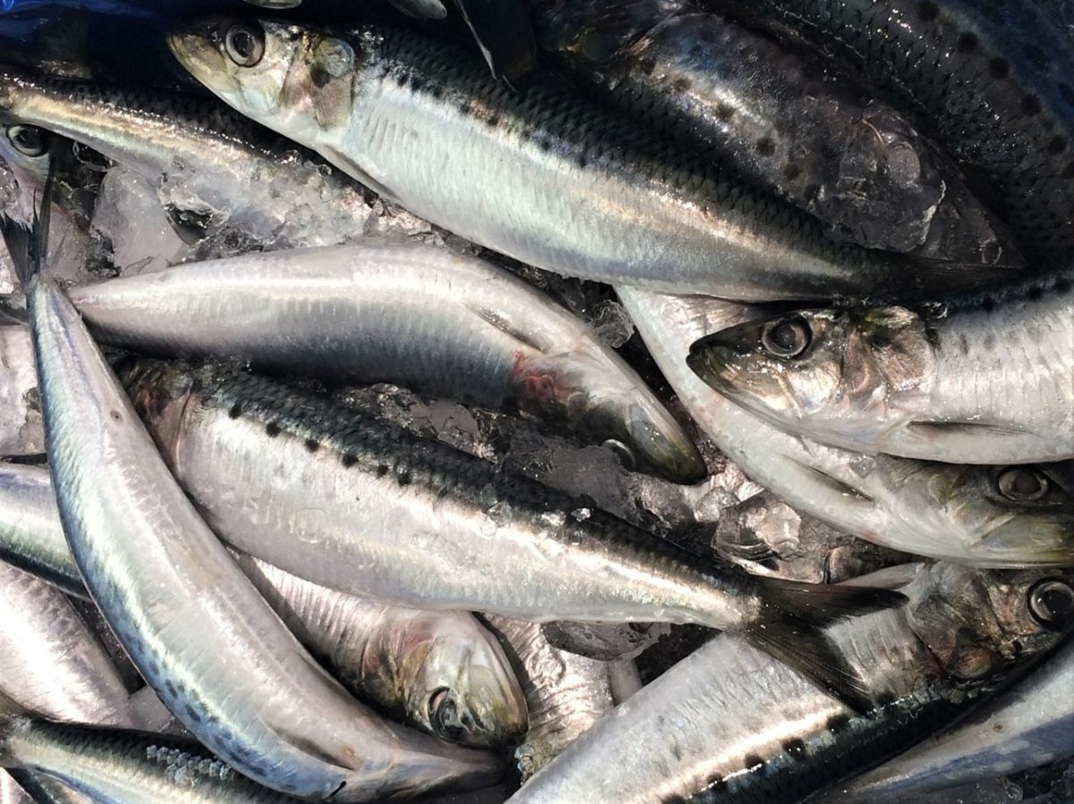 Sardine – ein einzigartiger Fisch - Fangfrische Sardinen - BellsWelt