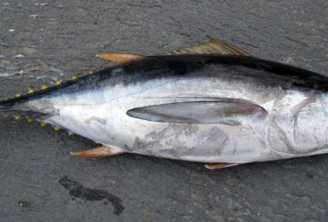 Thunfisch – gesund oder ungesund - Titel - BellsWelt