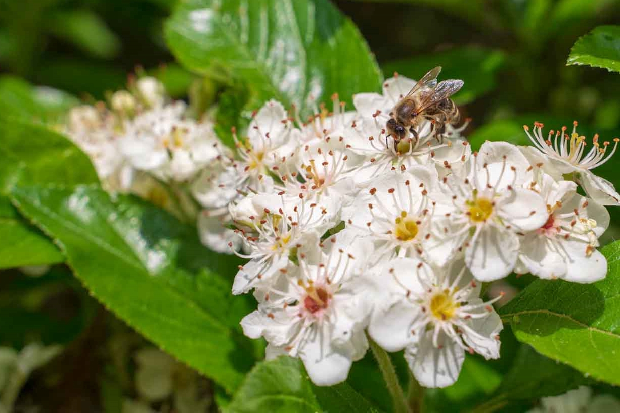 Blütenpollen - Bienenbrot für Biene und Mensch - Titel - BellsWelt