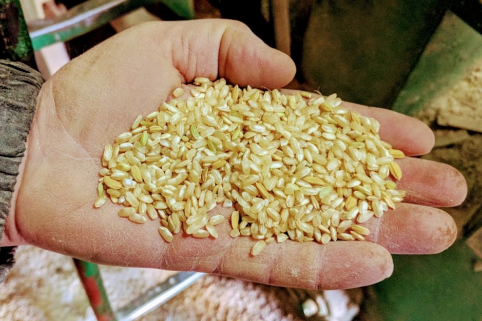 Magnesium - Lebenswichtig - Unpolierter Reis aus Mazedonien - BellsWelt