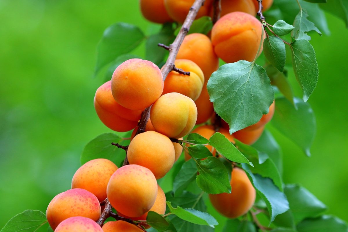 Aprikosen – sonnengelbe Gesundheit - Aprikosenfrüchte am Baum - BellsWelt