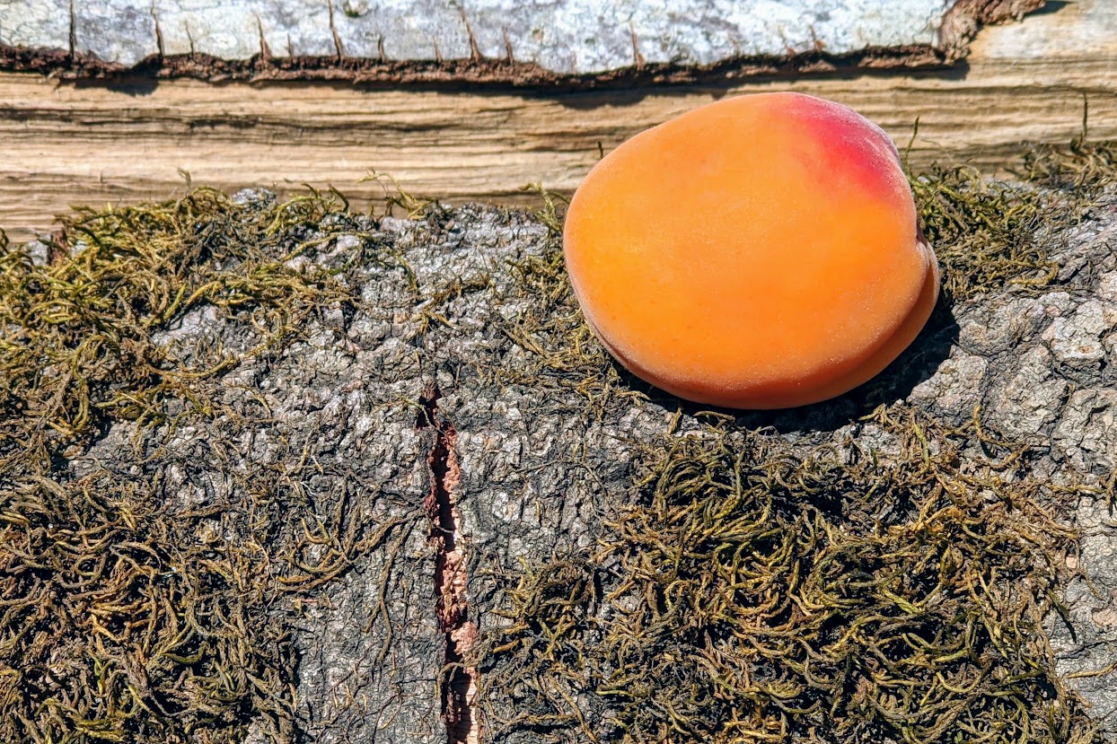 Aprikosen – sonnengelbe Gesundheit - Titel - BellsWelt (2)