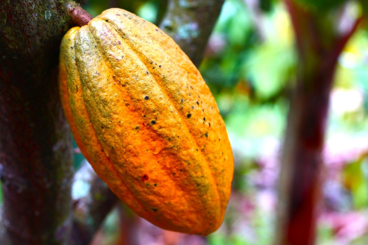 Kakao – gesund für Herz und Gefäße - Kakaofrucht- BellsWelt