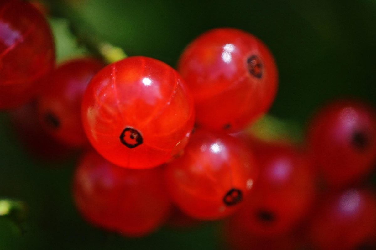 Johannisbeeren – kleine Beeren mit großer Wirkung - Rote Johannisbeeren - BellsWelt