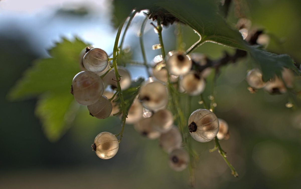 Johannisbeeren – kleine Beeren mit großer Wirkung - Weiße Johannisbeeren - BellsWelt