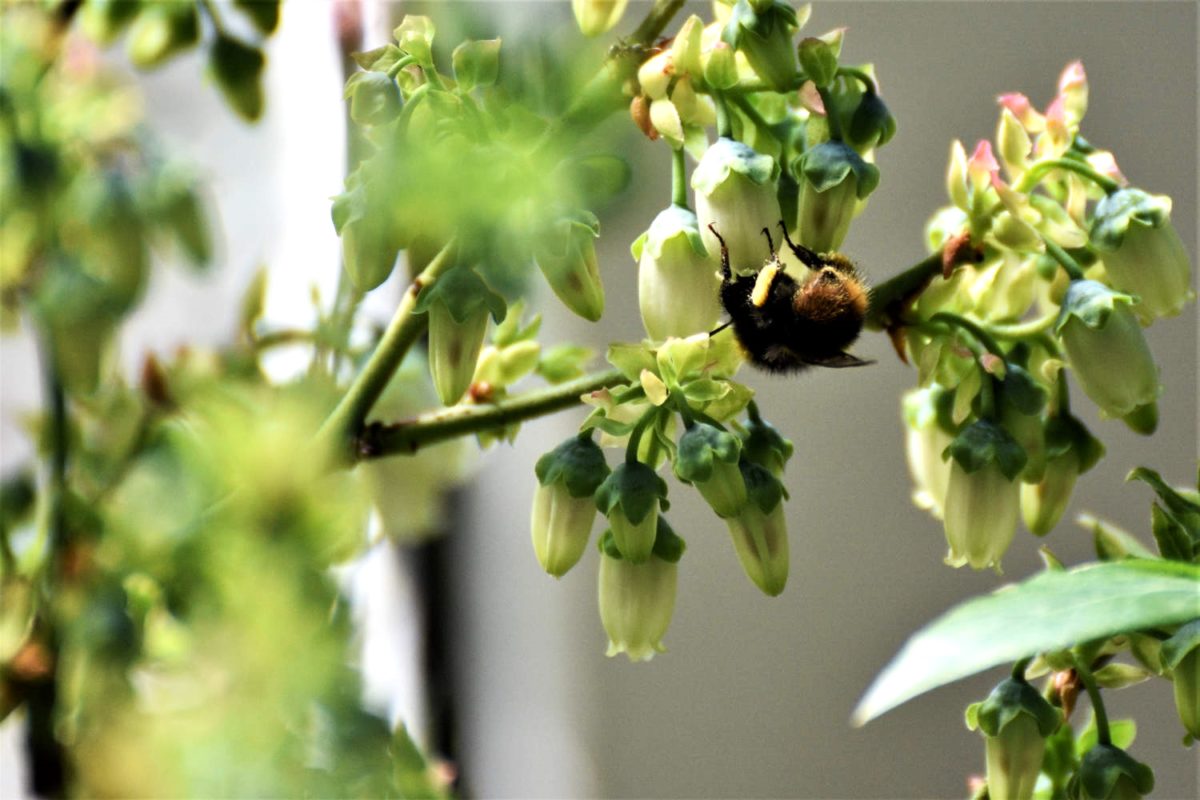 Propolis – Hausmittel aus dem Bienenstock - Biene - BellsWelt