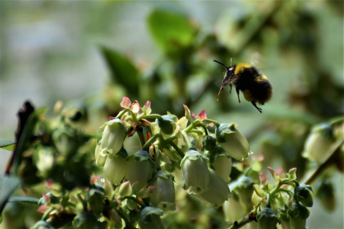 Propolis – Hausmittel aus dem Bienenstock - Sammelbiene - BellsWelt