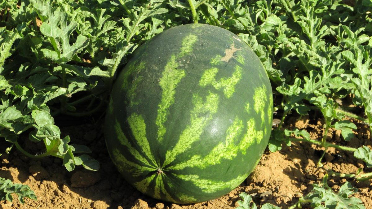 Wassermelonen – erfrischend und gesund - Wassermelonenanbau- BellsWelt