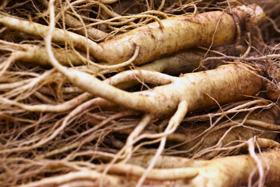 Ginseng - fit im Kopf - Nach der Ernte- BellsWelt