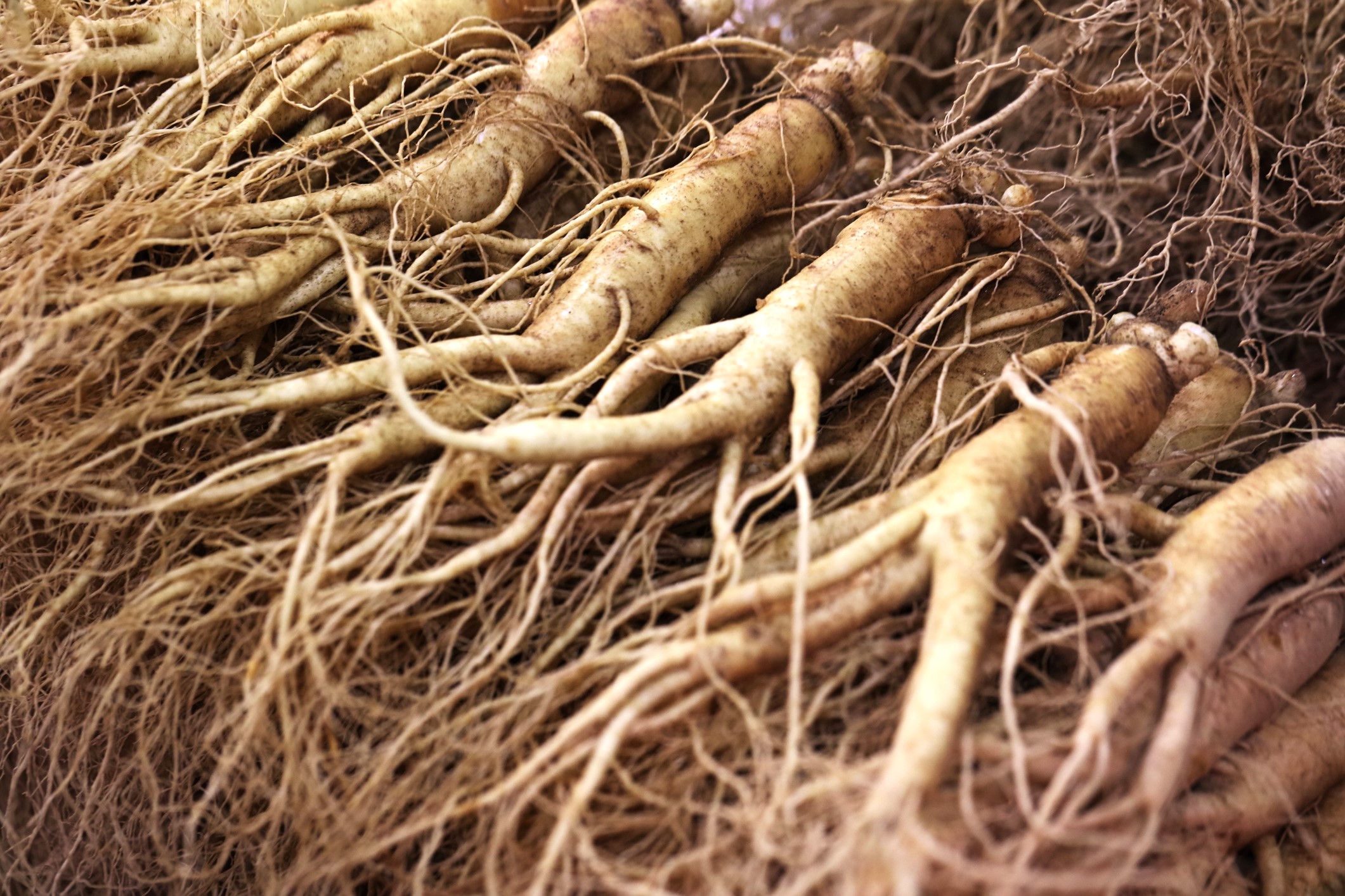 Ginseng - fit im Kopf - Titel - BellsWelt