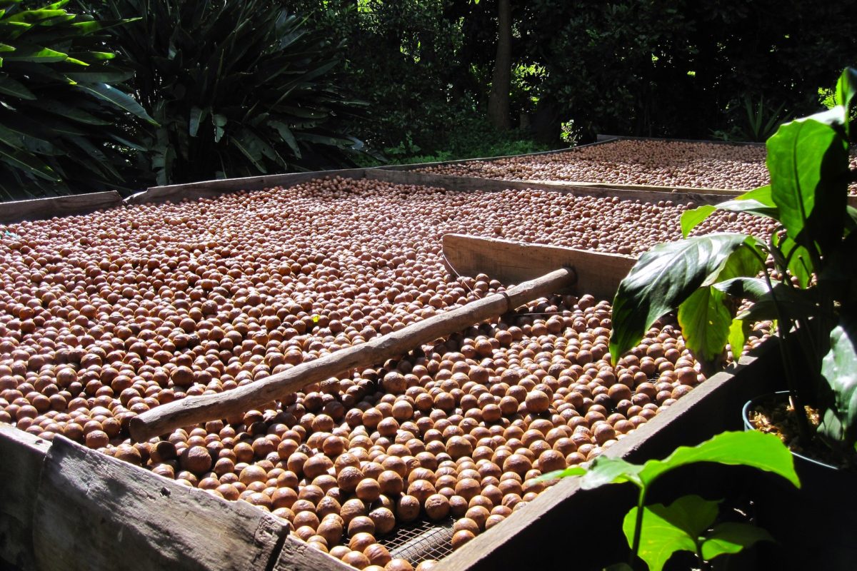 Die Macadamia Nuss Superfood aus Down Under - Nach der Ernte - BellsWelt