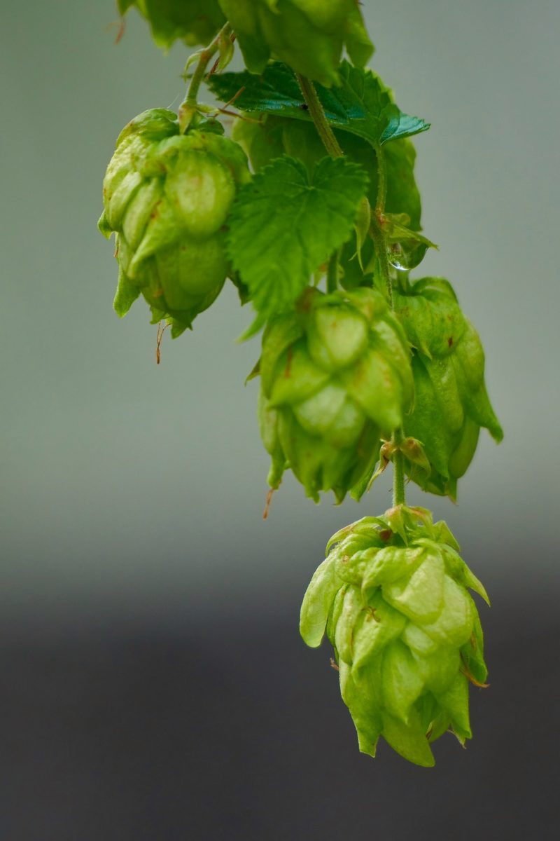 Hopfen - mehr als nur ein Bierbestandteil - Hopfen Makro- BellsWelt