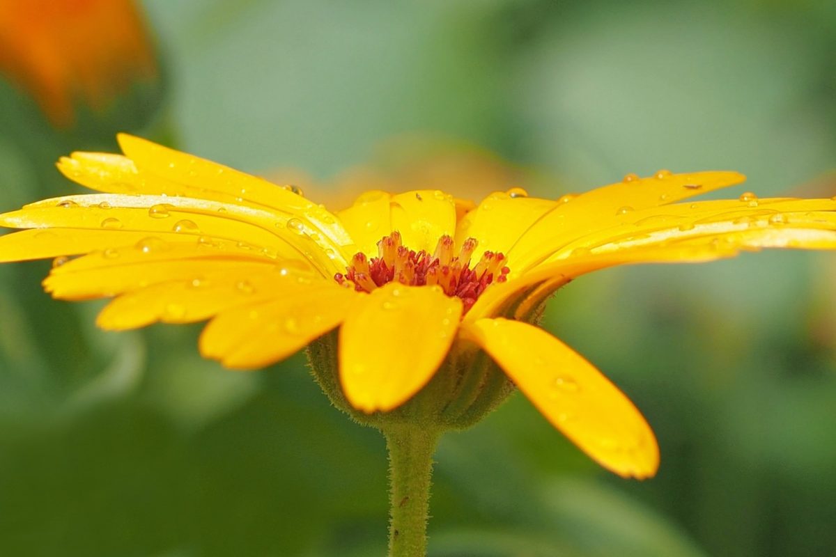 Ringelblumen - Das Multitalent unter den Heilpflanzen - Gelbe Ringelblume - BellsWelt