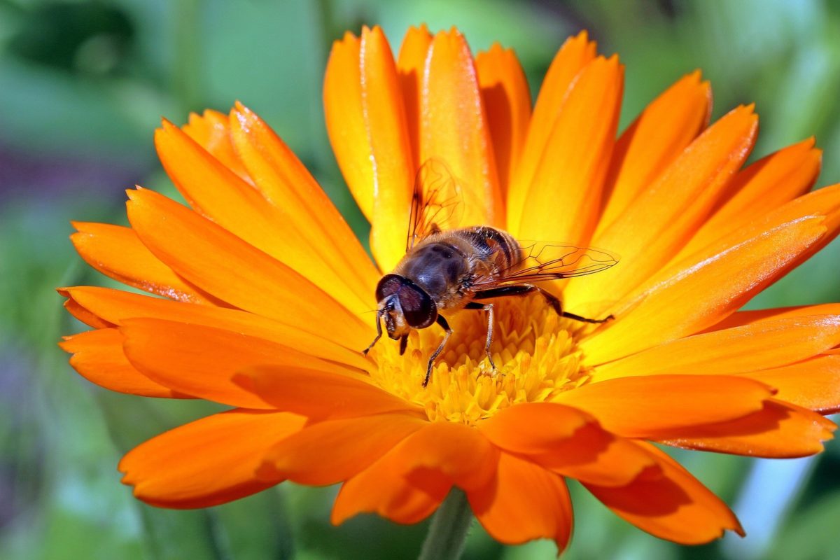 Ringelblumen - Das Multitalent unter den Heilpflanzen - Ringelblume mit Besuch - BellsWelt