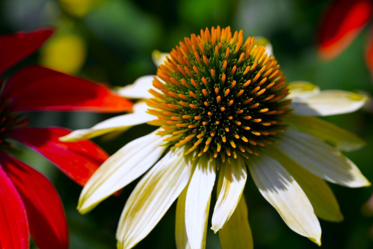 Sonnenhut (Echinacea) - natürliche Unterstützung für das Immunsystem - Zier Echinacea - BellsWelt