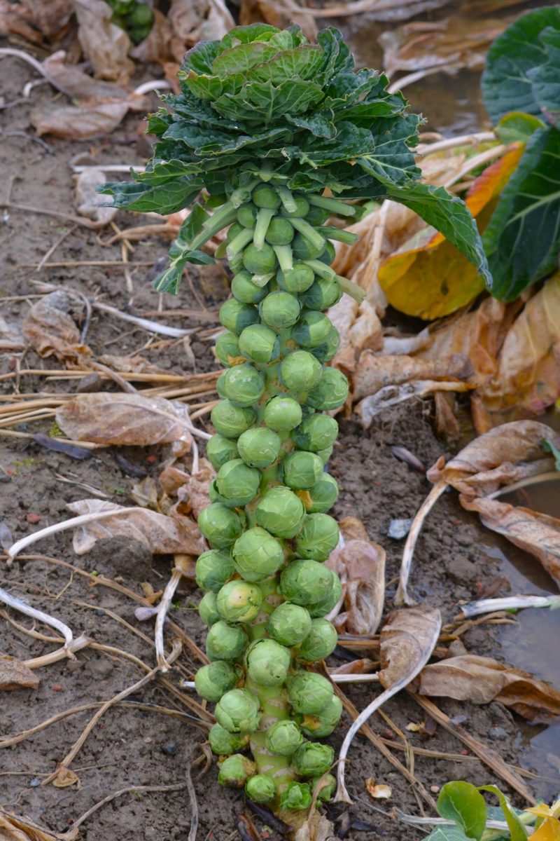 Vitamin K - Warum es mehr Beachtung verdient - Rosenkohl - BellsWelt