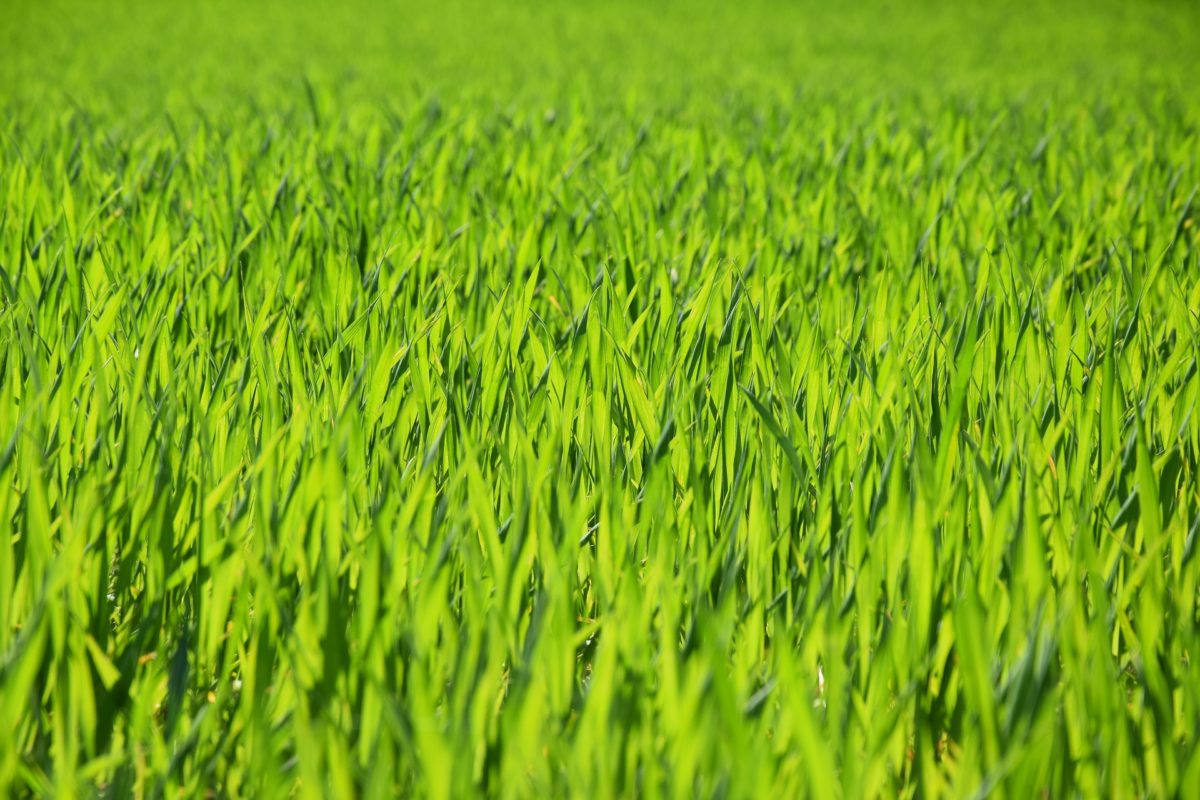 Weizengras - Grün, gesund, vital -Weizengrasanbau - BellsWelt