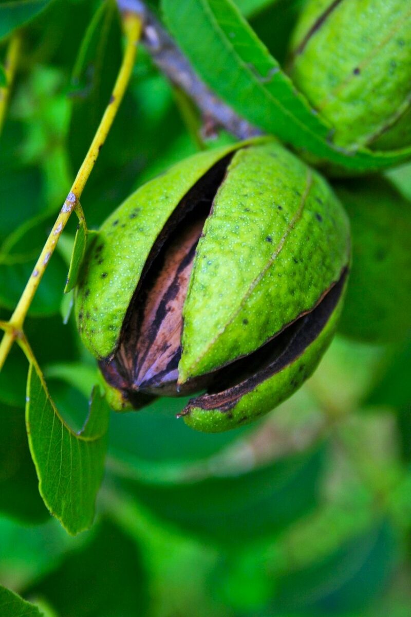 Pekannuss - Die gesunde Nuss - Pekannuss am Baum - BellsWelt