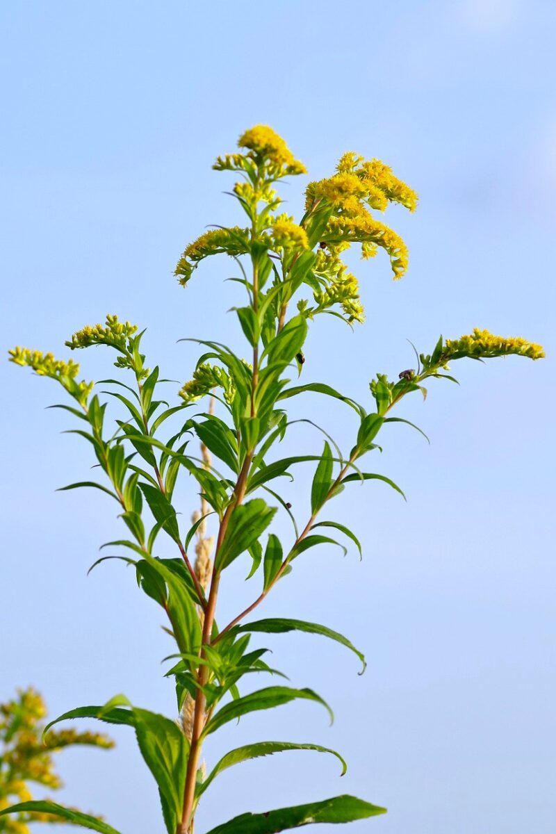 Goldrute - Naturheilmittel entdecken Blüte der Goldrute BellsWelt